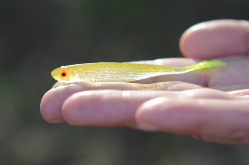 bebok bestialbaits.JPG