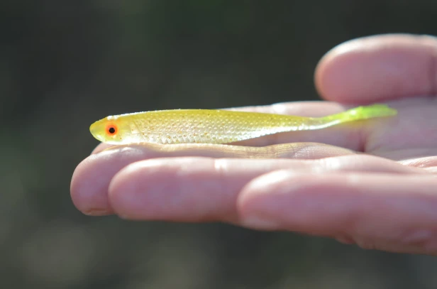 bebok bestialbaits.JPG