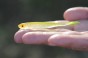 bebok bestialbaits.JPG