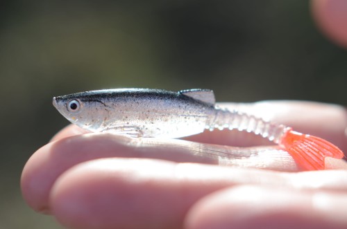bestialbaits szydera.JPG