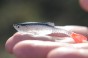 bestialbaits szydera.JPG