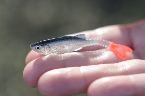 SZYDERA BESTIALBAITS.JPG