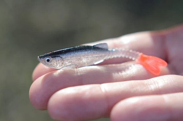 SZYDERA BESTIALBAITS.JPG