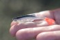 SZYDERA BESTIALBAITS.JPG