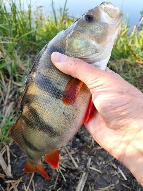 Bestialbaits ręcznie robione przynęty 