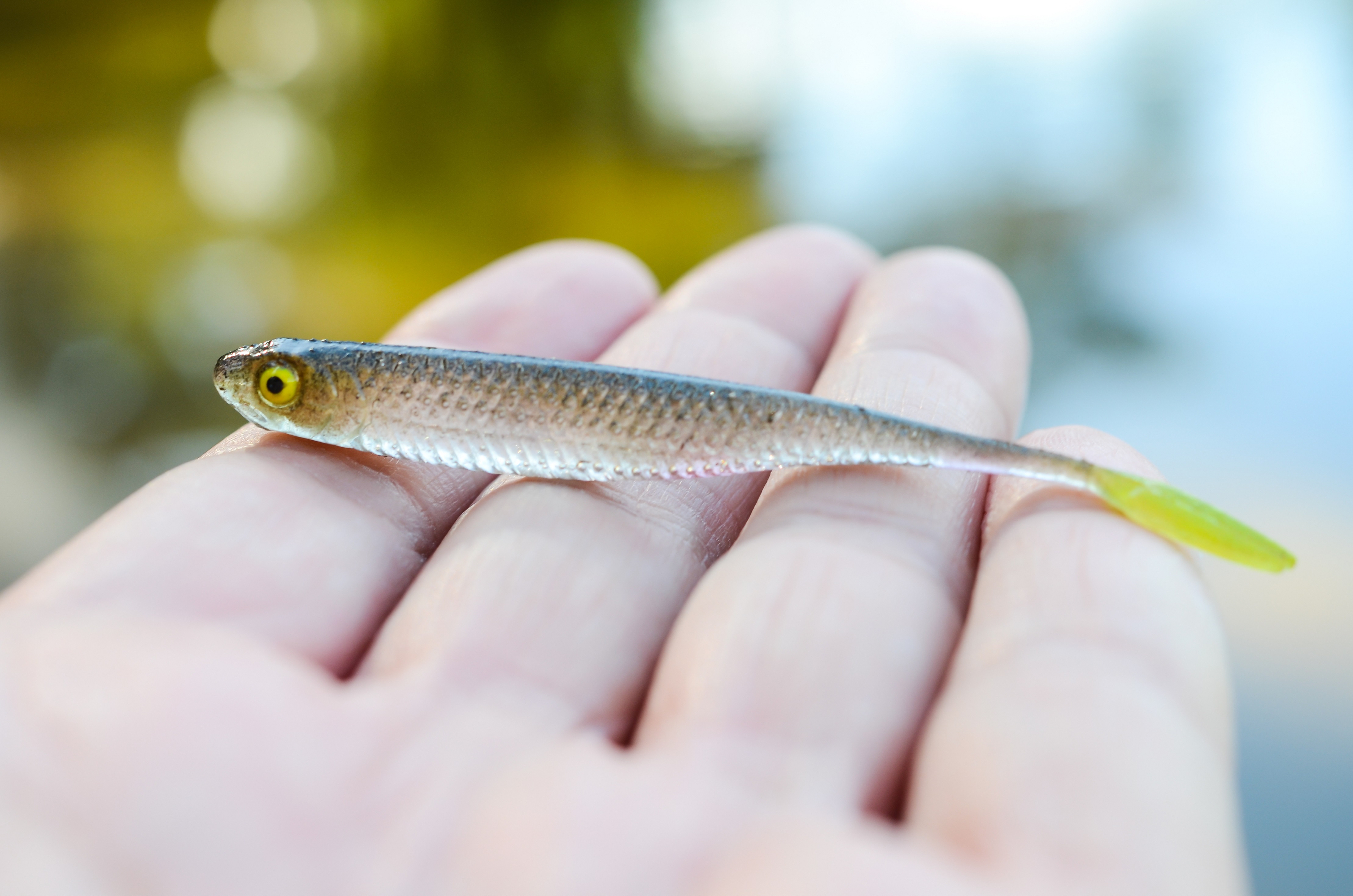 BestialBaits ręcznie robione przynęty na okonia